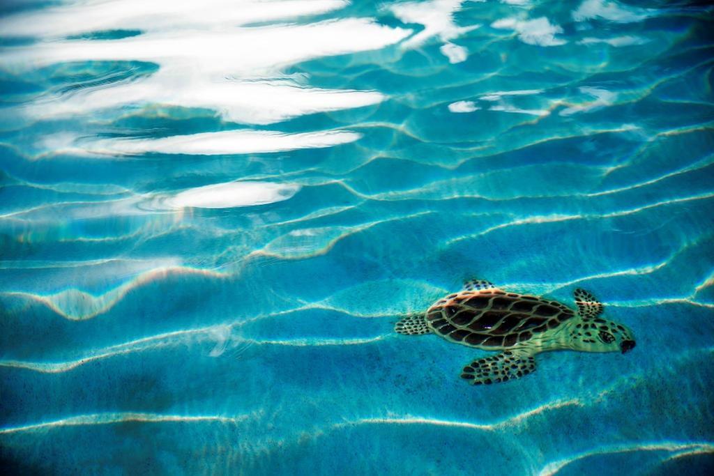 Warwick Paradise Island Bahamas (Adults Only) Nasáu Exterior foto